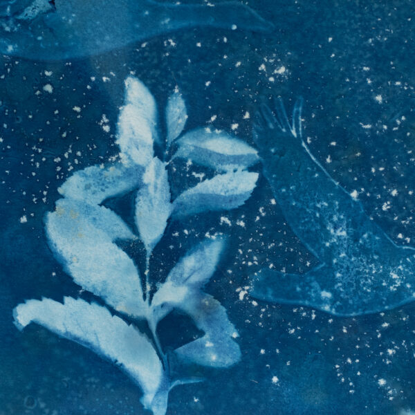 Collection Azur 03 – Image 2