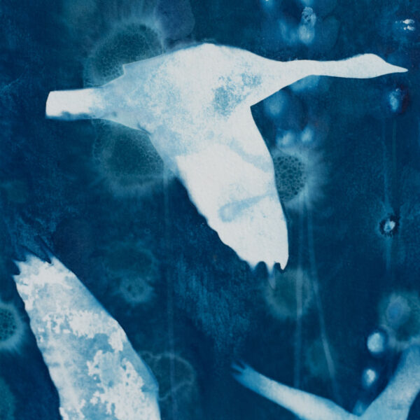 Collection Azur 08 – Image 2