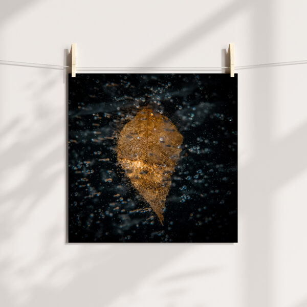 La mémoire des feuilles – Image 2