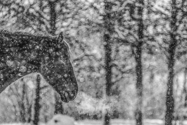 Matin d’hiver – Image 3