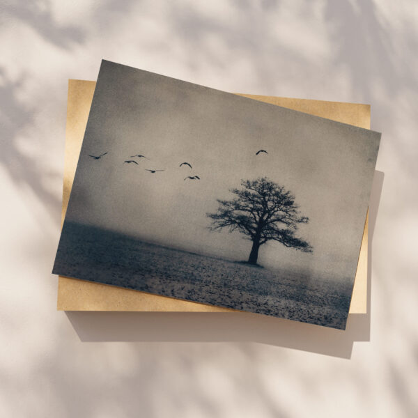 Migration – Image 2