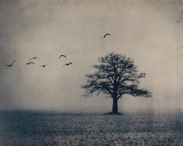 Migration – Image 3
