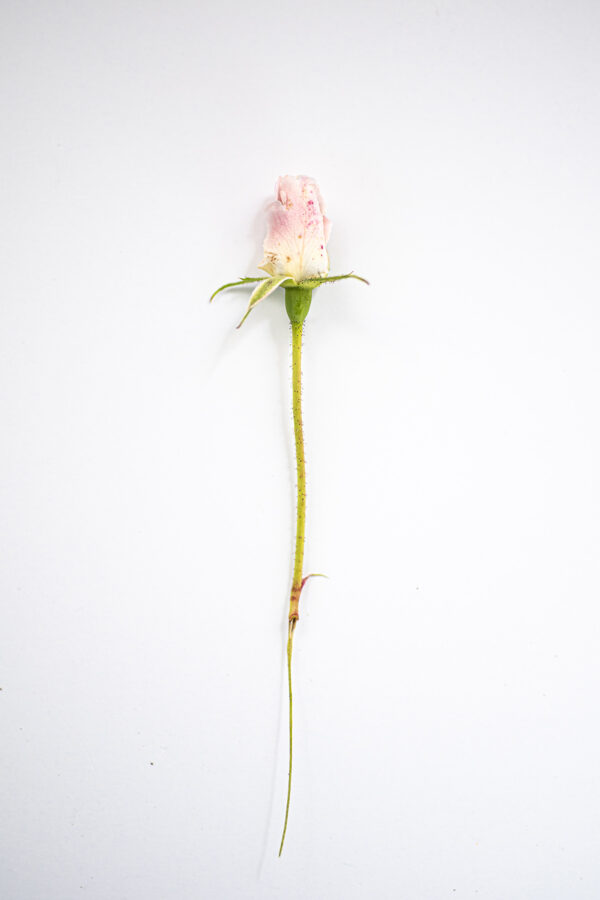 Flore – Image 3